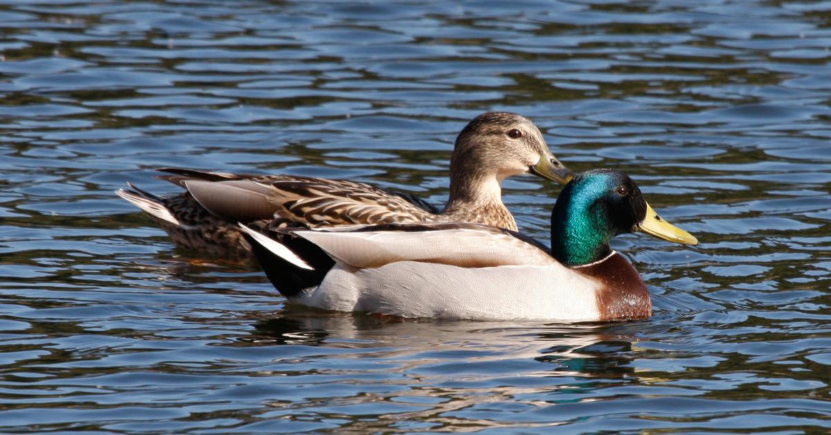 The elegant Mallard (Anas platyrhynchos), a marvel of nature.