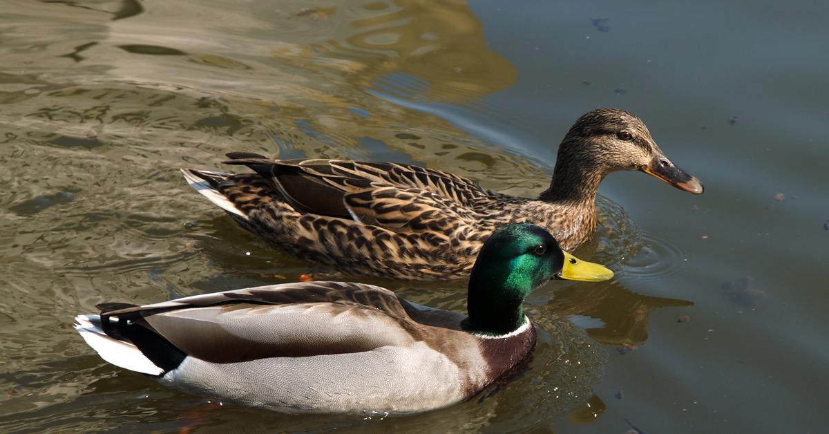 Photographic depiction of the unique Mallard, locally called Bebek Mallard.