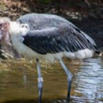 Stunning depiction of Marabou Stork, also referred to as Leptoptilos crumenifer.