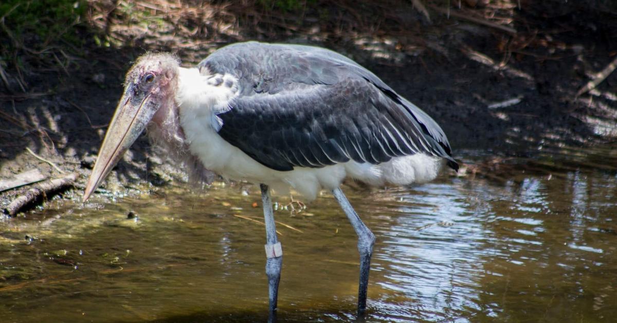 Distinctive Marabou Stork, in Indonesia known as Bangau Marabou, captured in this image.