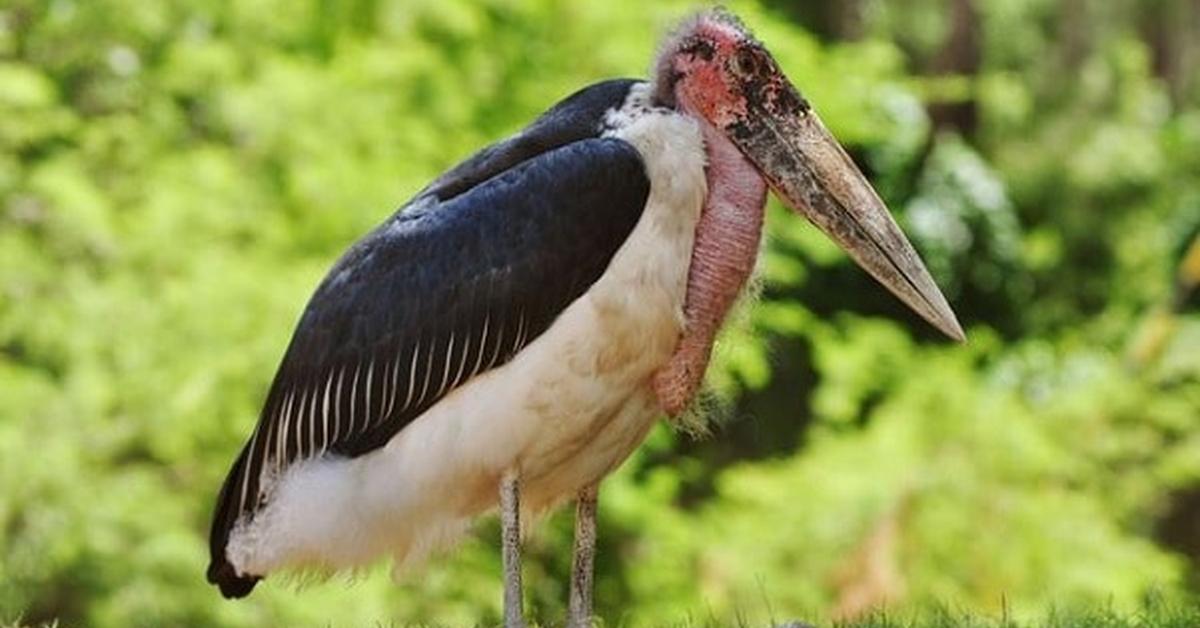 Image of the Marabou Stork (Leptoptilos crumenifer), popular in Indonesia as Bangau Marabou.