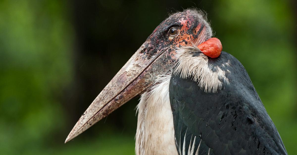 A look at the Marabou Stork, also recognized as Bangau Marabou in Indonesian culture.