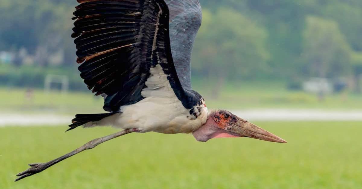 Visual of Marabou Stork, or Bangau Marabou in Indonesian, showcasing its beauty.