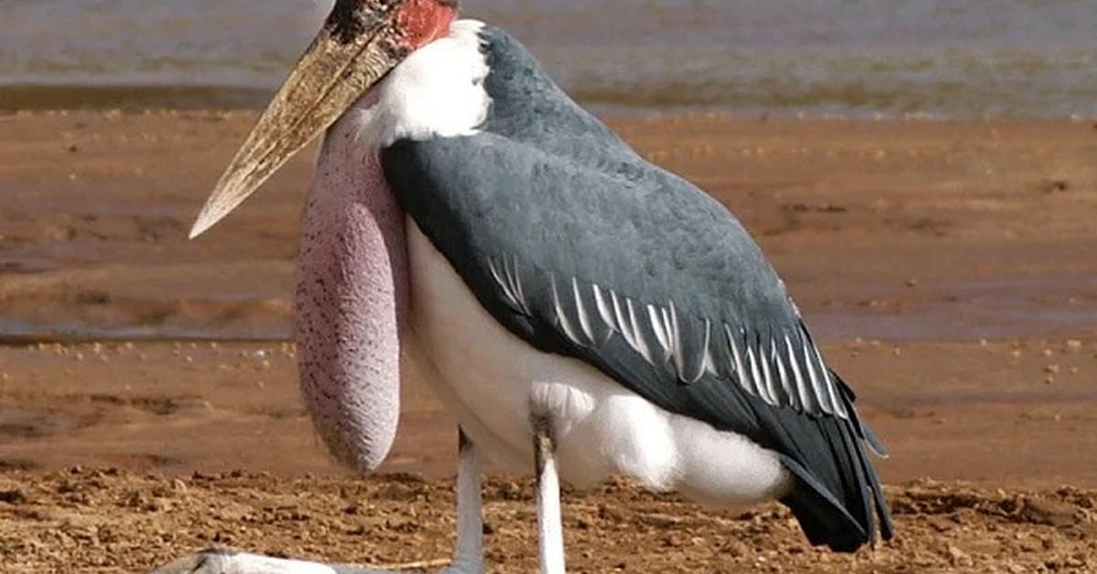 Detailed shot of the Marabou Stork, or Leptoptilos crumenifer, in its natural setting.