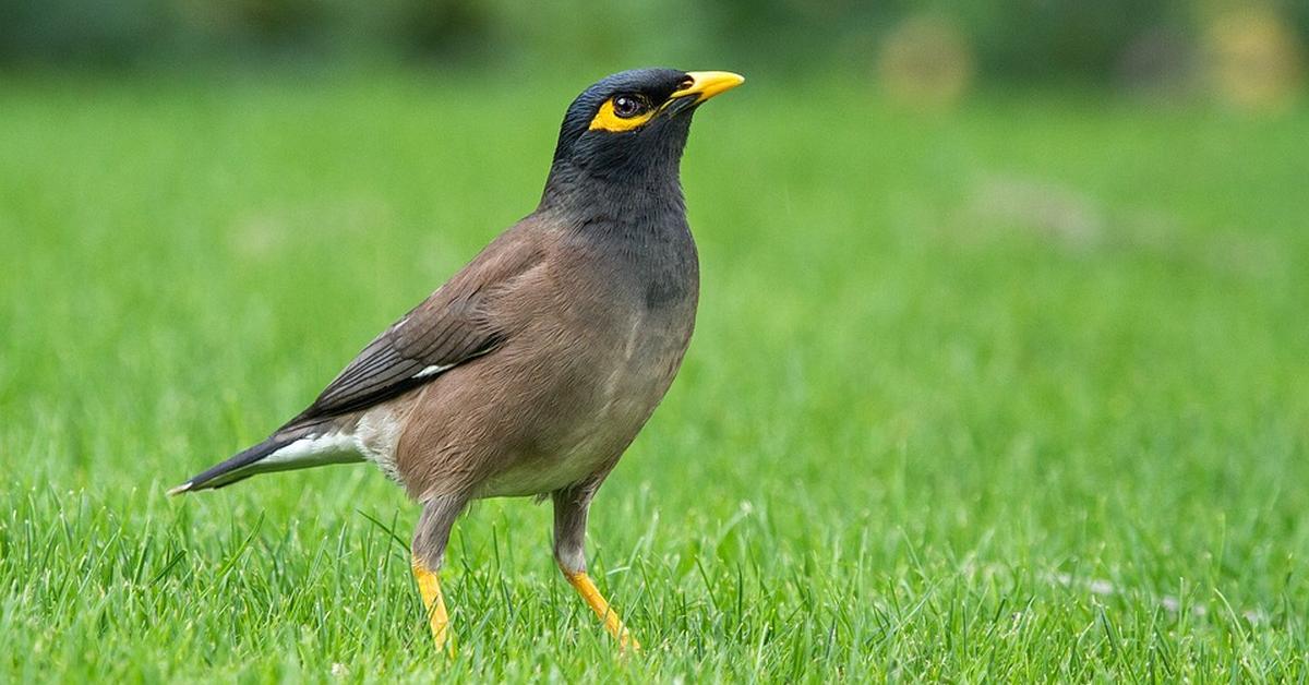 Stunning image of the Myna Bird (Sturnidae), a wonder in the animal kingdom.