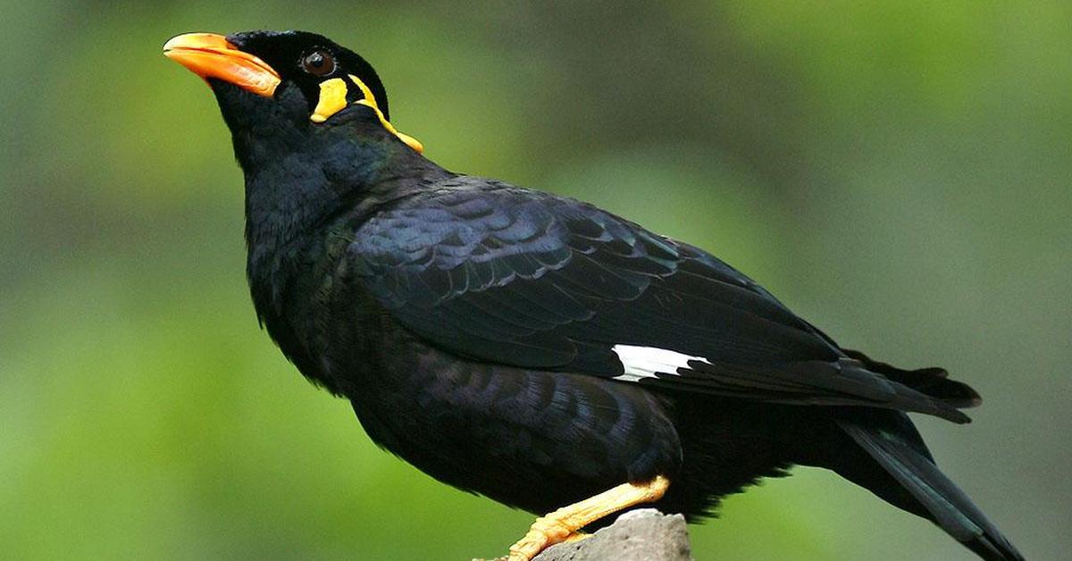 Distinctive Myna Bird, in Indonesia known as Burung Myna, captured in this image.