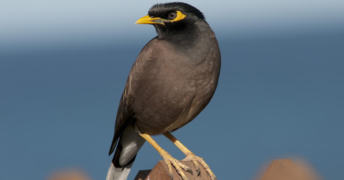 A look at the Myna Bird, also recognized as Burung Myna in Indonesian culture.