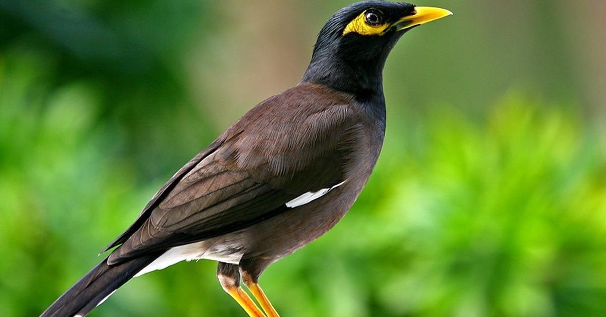 Captivating view of the Myna Bird, known in Bahasa Indonesia as Burung Myna.