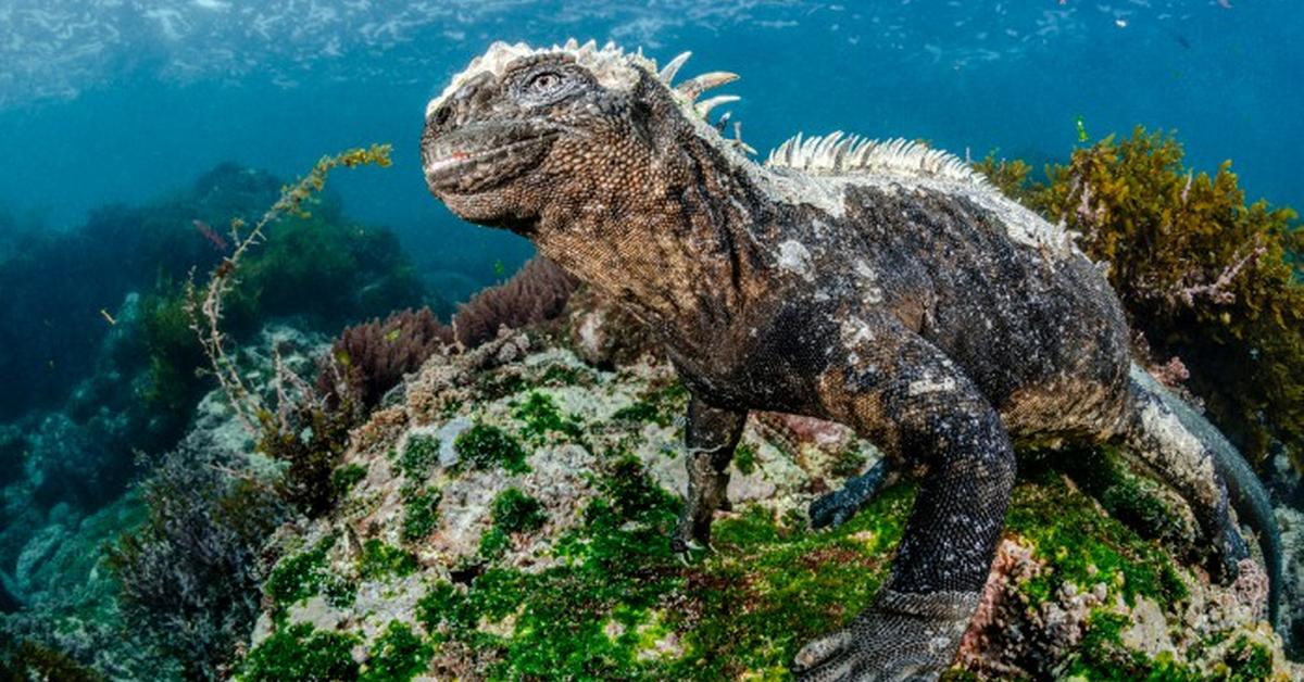 The Marine Iguana in its natural beauty, locally called Iguana Laut.