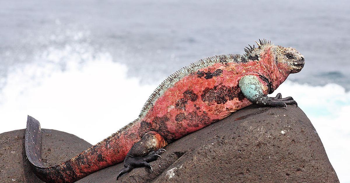 Image of the Marine Iguana (Amblyrhynchus cristatus), popular in Indonesia as Iguana Laut.