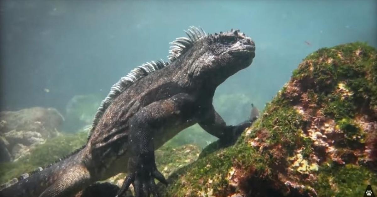 The fascinating Marine Iguana, scientifically known as Amblyrhynchus cristatus.