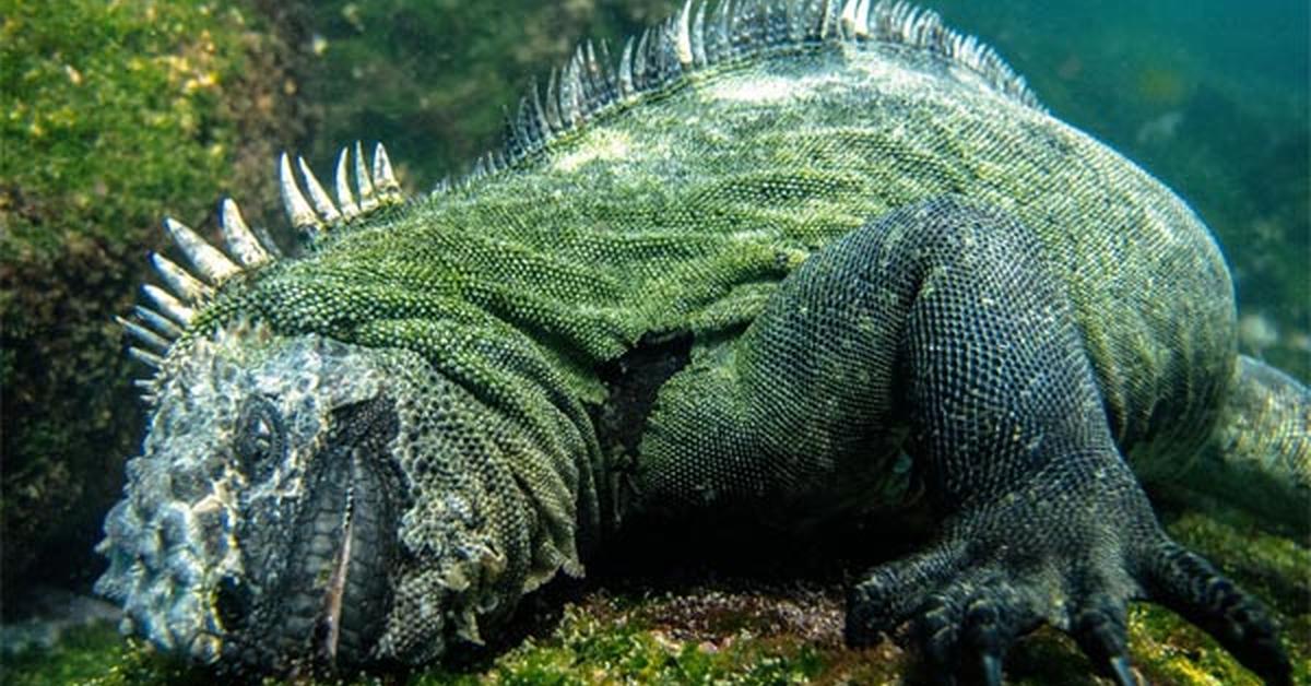 Photographic depiction of the unique Marine Iguana, locally called Iguana Laut.