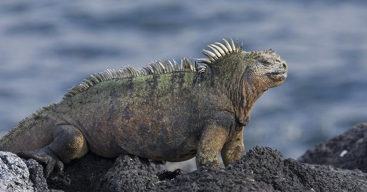 Snapshot of the intriguing Marine Iguana, scientifically named Amblyrhynchus cristatus.