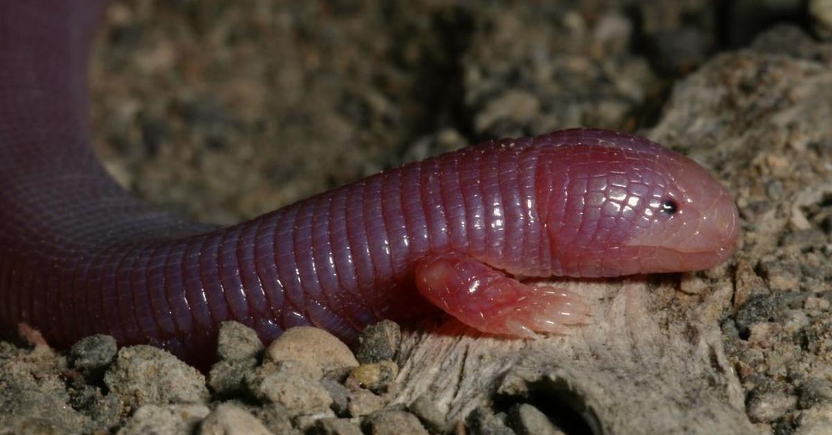 The alluring Mexican Alligator Lizard, commonly referred to as Kadal Buaya Meksiko in Bahasa Indonesia.