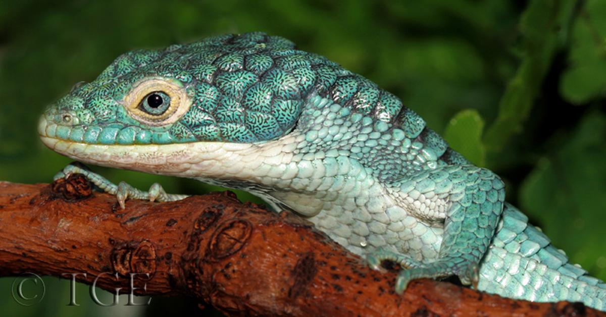 The fascinating Mexican Alligator Lizard, scientifically known as Abronia graminea.