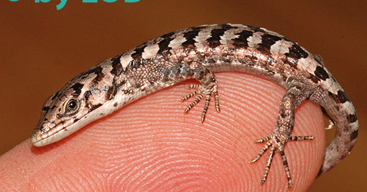 The majestic Mexican Alligator Lizard, also called Kadal Buaya Meksiko in Indonesia, in its glory.