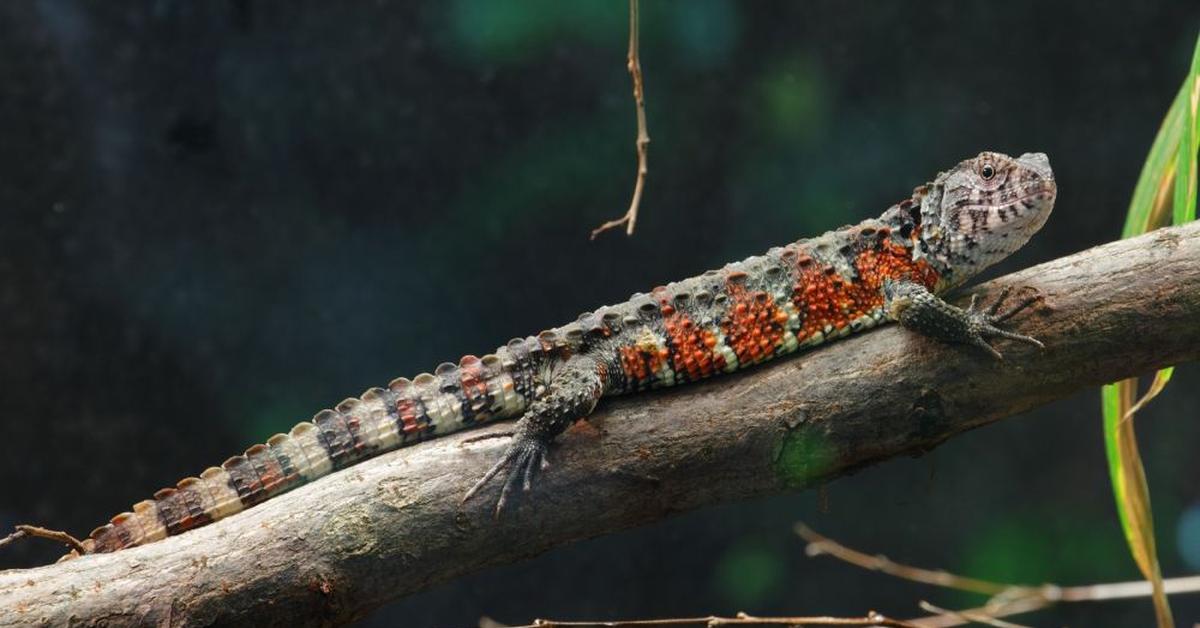 Photogenic Mexican Alligator Lizard, scientifically referred to as Abronia graminea.