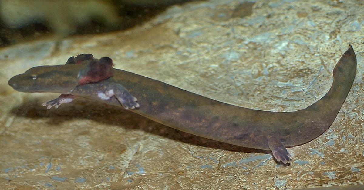 The Mudpuppy, an example of Necturus maculosus, in its natural environment.