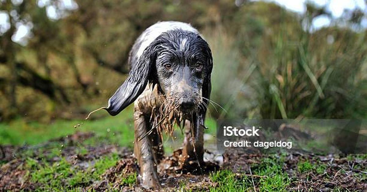 Stunning image of the Mudpuppy (Necturus maculosus), a wonder in the animal kingdom.