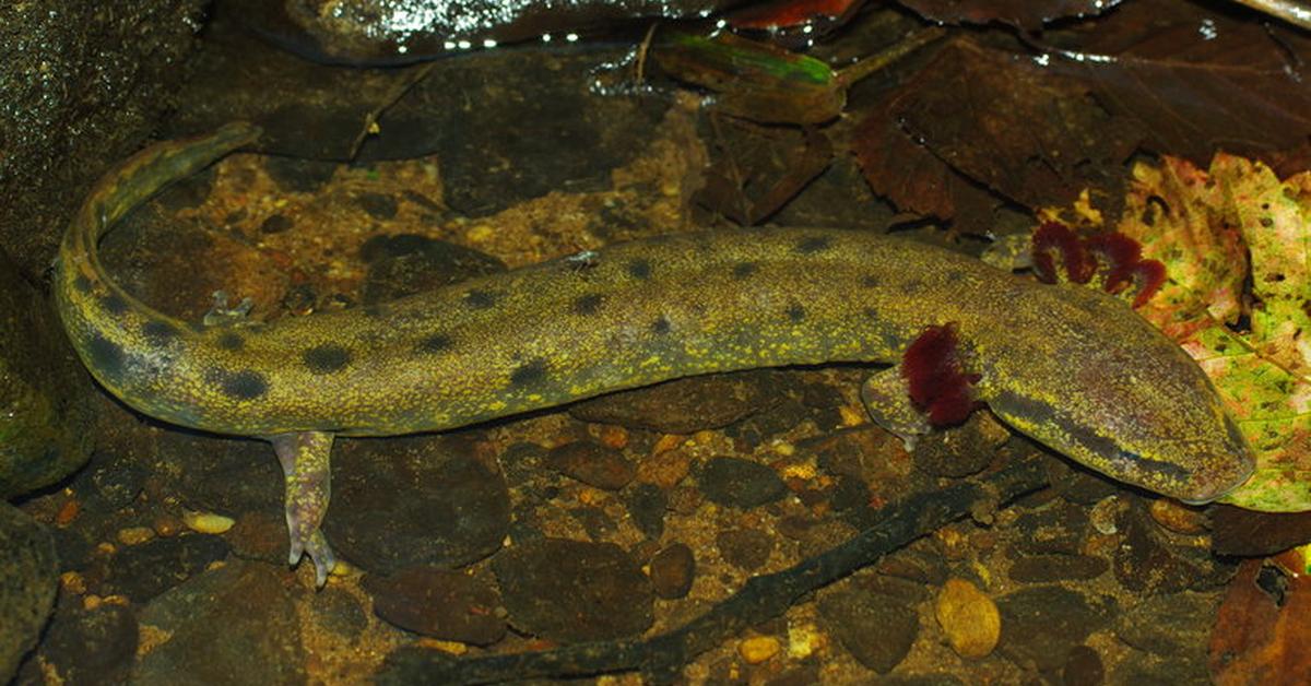 A beautiful representation of the Mudpuppy, scientifically Necturus maculosus.