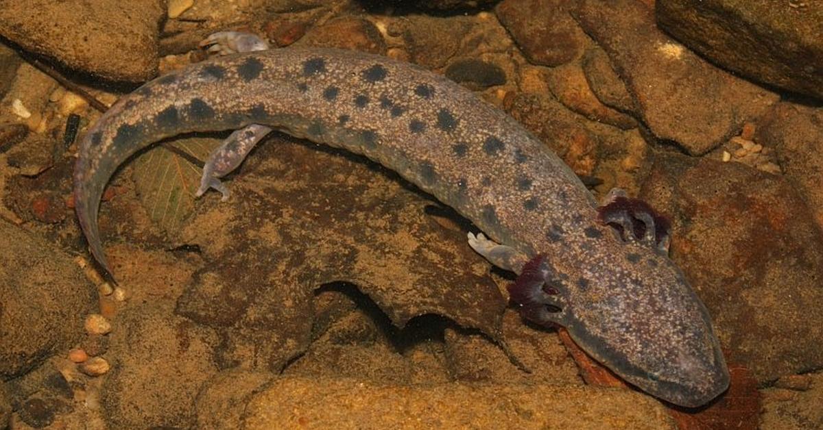 Portrait of a Mudpuppy, a creature known scientifically as Necturus maculosus.