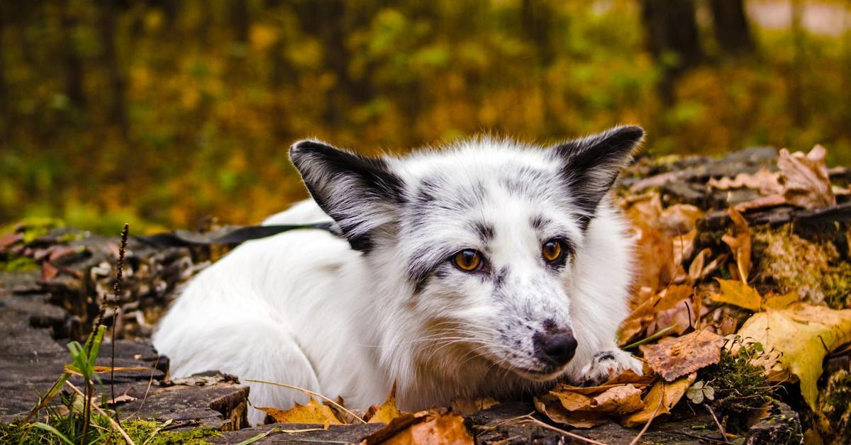 Charming view of the Marble Fox, in Indonesia referred to as Rubah Marmer.