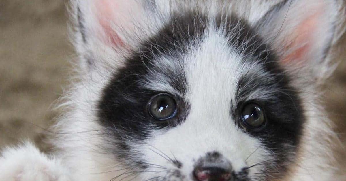 Photogenic Marble Fox, scientifically referred to as Vulpes vulpes.