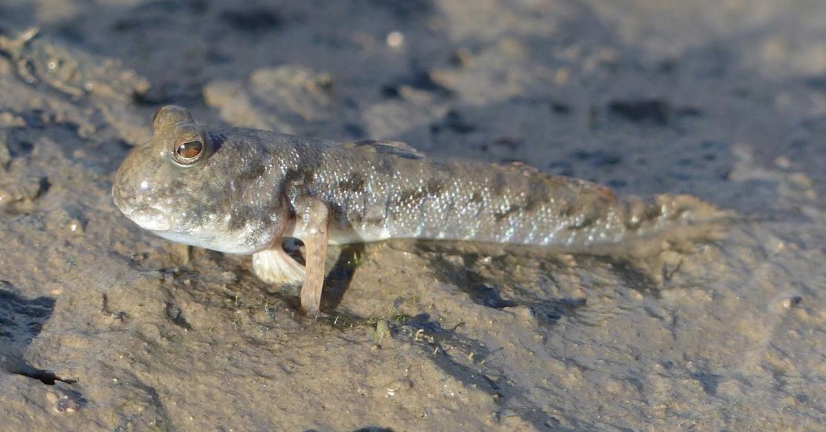 Glimpse of the Mudskipper, known in the scientific community as Periophthalmus.