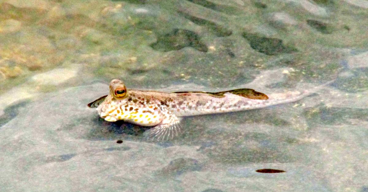 Photogenic Mudskipper, scientifically referred to as Periophthalmus.