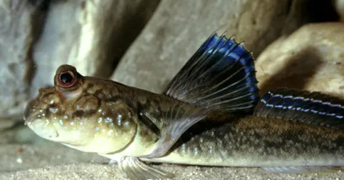 Image of the Mudskipper (Periophthalmus), popular in Indonesia as Ikan Lompat Lumpur.