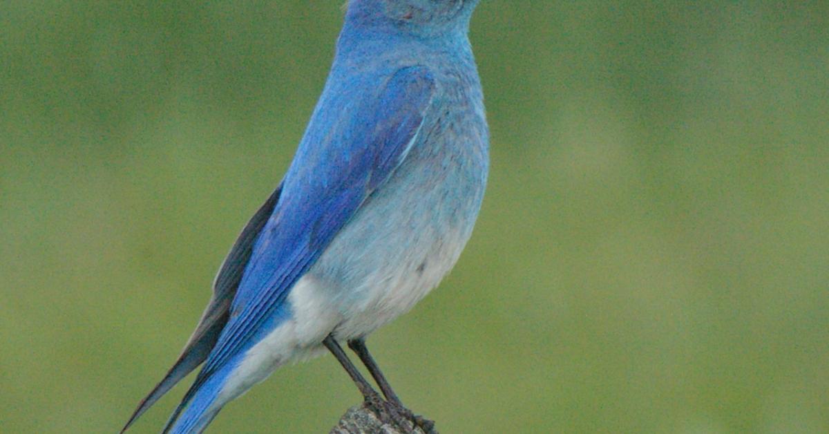 The Mountain Bluebird in its natural beauty, locally called Burung Biru Pegunungan.