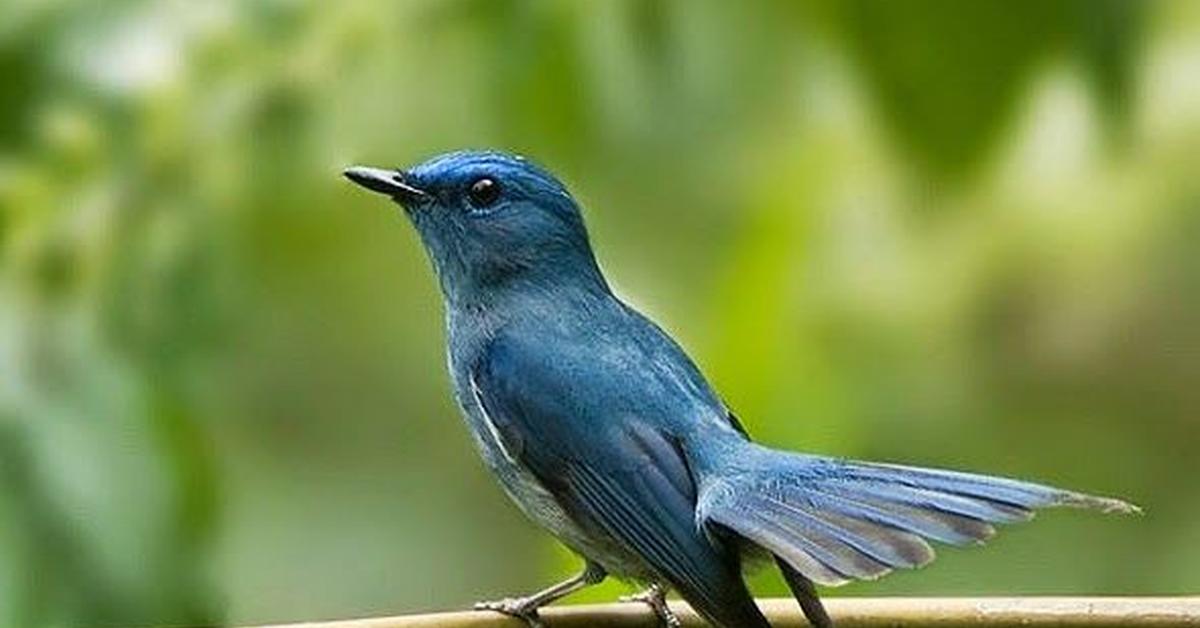 Captured beauty of the Mountain Bluebird, or Sialia currucoides in the scientific world.