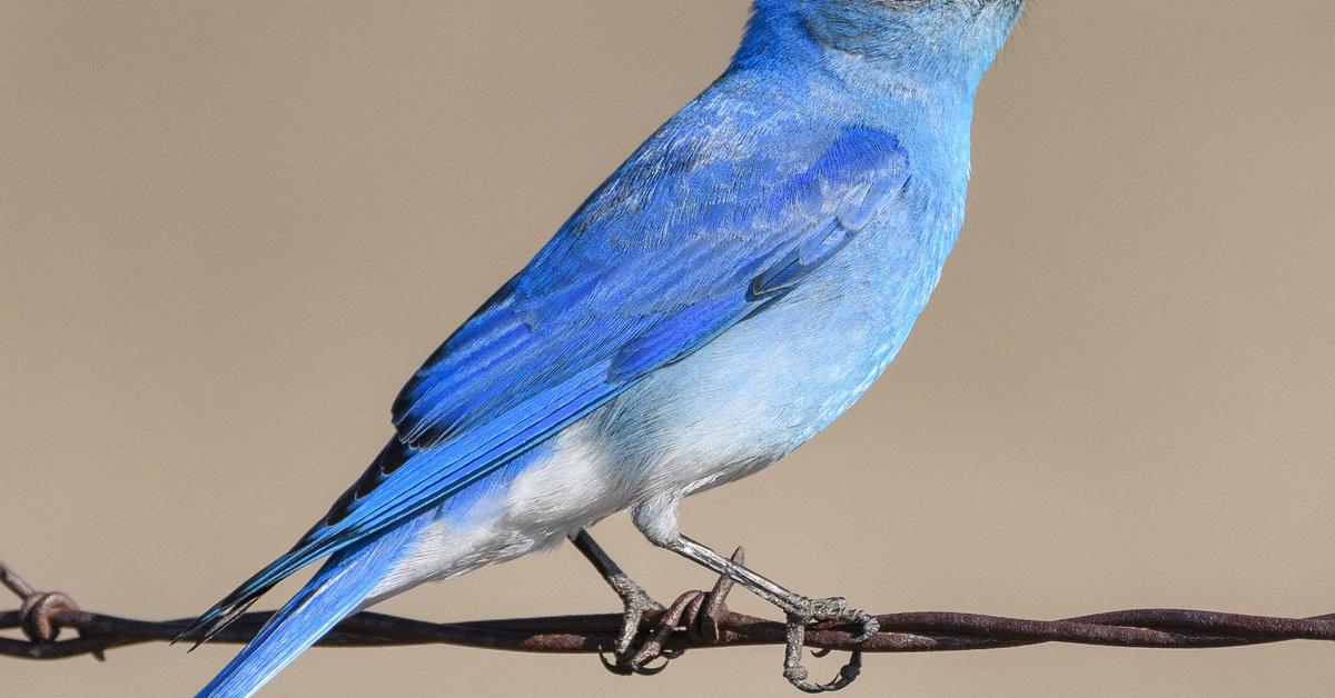 Striking appearance of the Mountain Bluebird, known in scientific circles as Sialia currucoides.