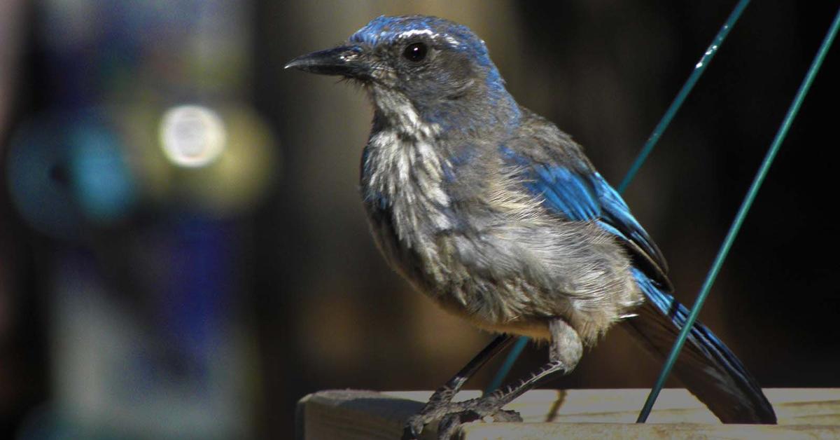 Captivating presence of the Mountain Bluebird, a species called Sialia currucoides.