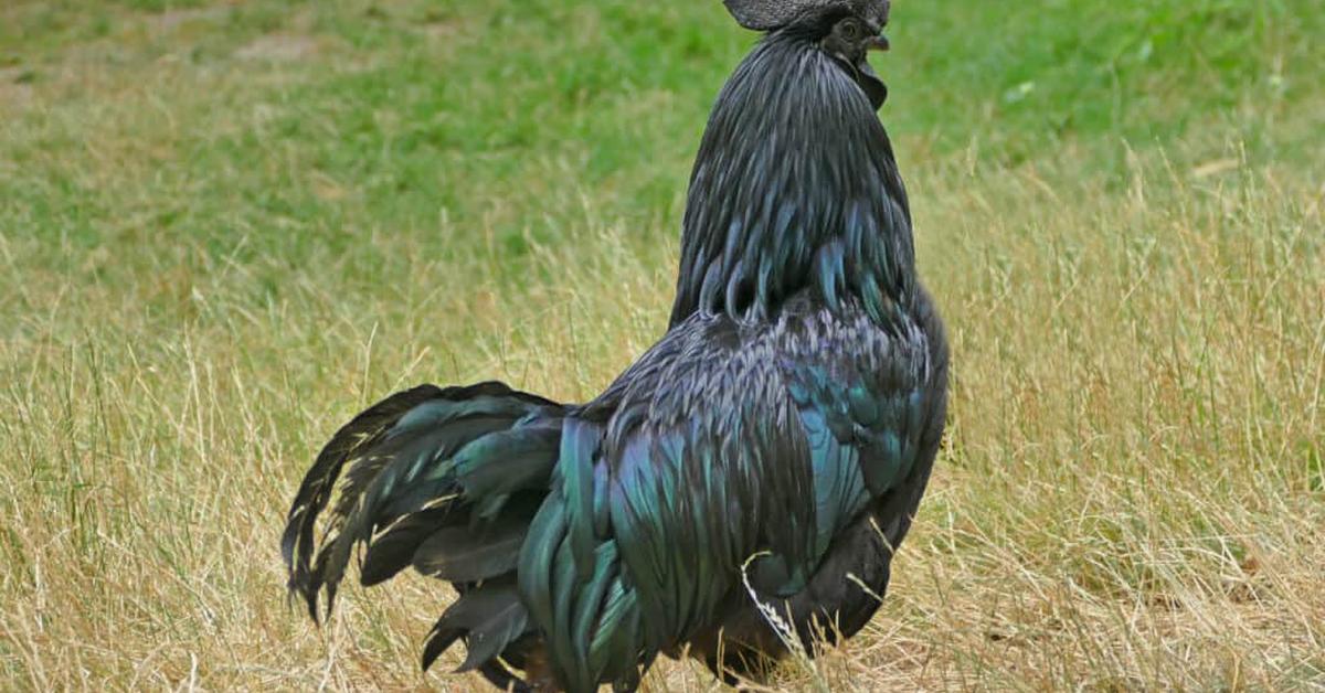 Image showcasing the Marans Chicken, known in Indonesia as Ayam Marans.