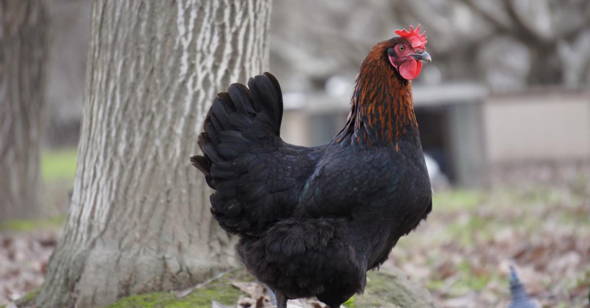 Visual of Marans Chicken, or Ayam Marans in Indonesian, showcasing its beauty.