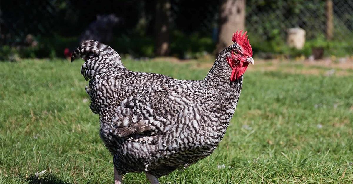 Visual representation of the Marans Chicken, recognized in Indonesia as Ayam Marans.