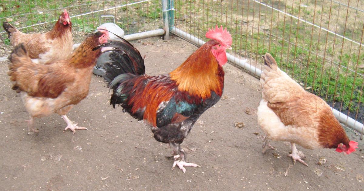 Picture of Marans Chicken, known in Indonesia as Ayam Marans.