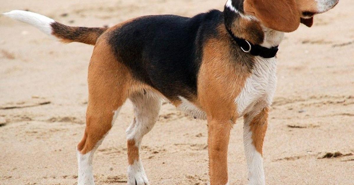 Captured elegance of the Malteagle, known in Indonesia as Anjing Malteagle.