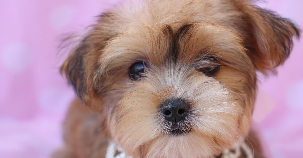 Photogenic Morkie, scientifically referred to as Canis lupus.