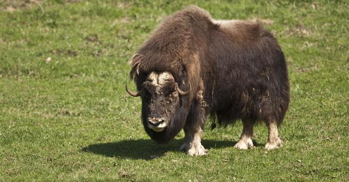 Dynamic image of the Muskox, popularly known in Indonesia as Banteng Muskox.