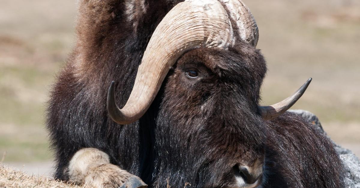 Unique portrayal of the Muskox, also called Banteng Muskox in Bahasa Indonesia.