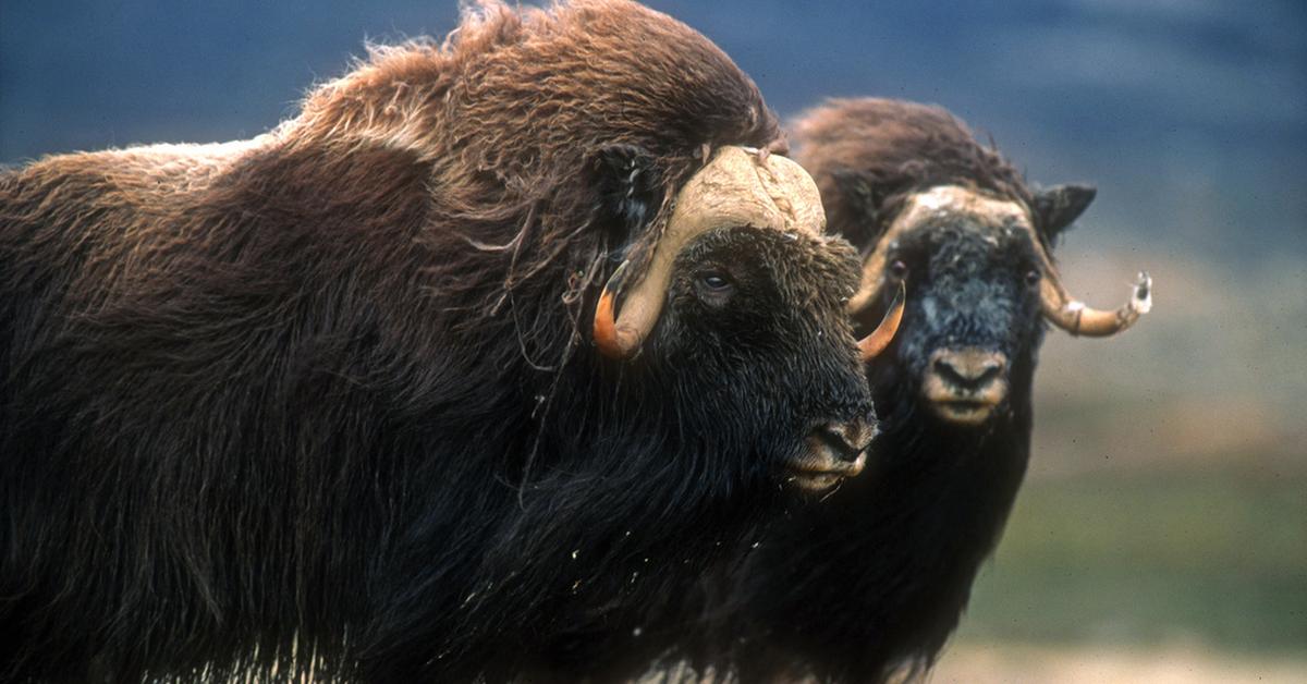 Dynamic image of the Muskox, popularly known in Indonesia as Banteng Muskox.