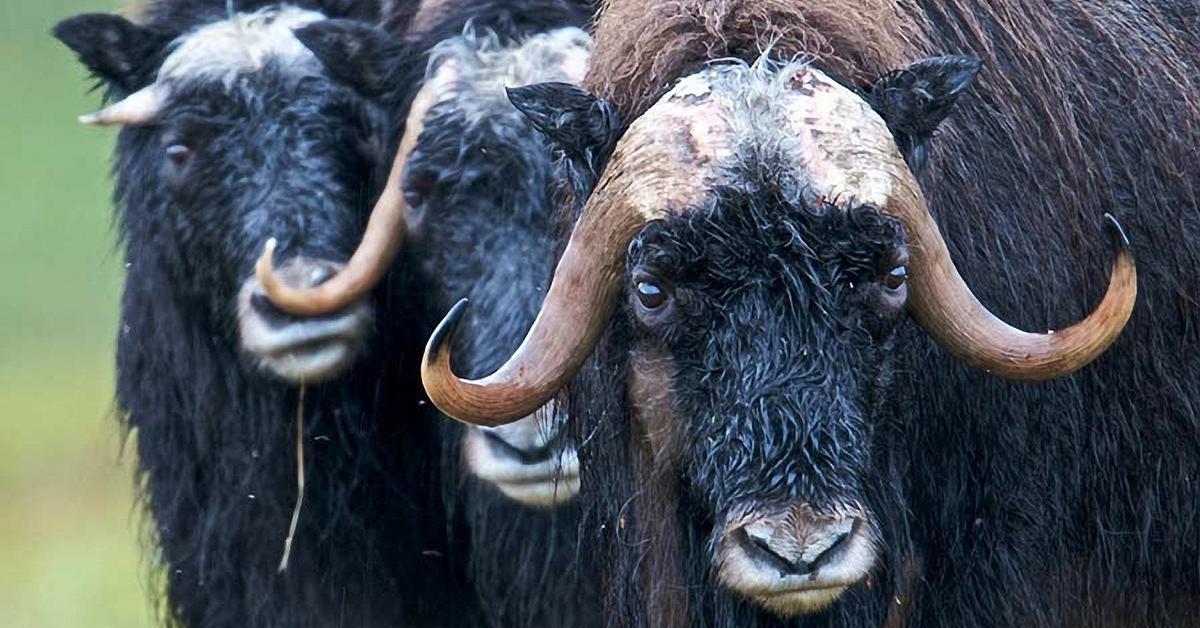 The Muskox, a species known as Ovibos moschatus, in its natural splendor.