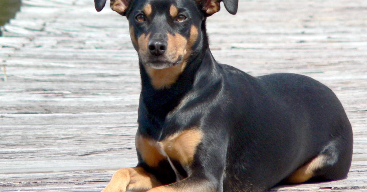 Close-up view of the Manchester Terrier, known as Terrier Manchester in Indonesian.