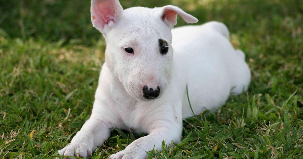 Insightful look at the Miniature Bull Terrier, known to Indonesians as Anjing Miniatur Bull Terrier.