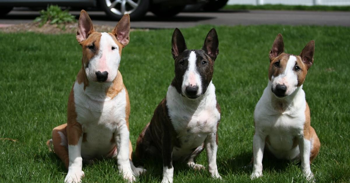 Stunning image of the Miniature Bull Terrier (Canis lupus), a wonder in the animal kingdom.