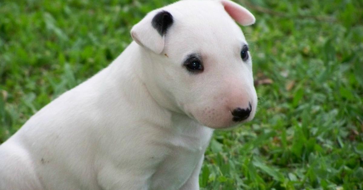 Natural elegance of the Miniature Bull Terrier, scientifically termed Canis lupus.