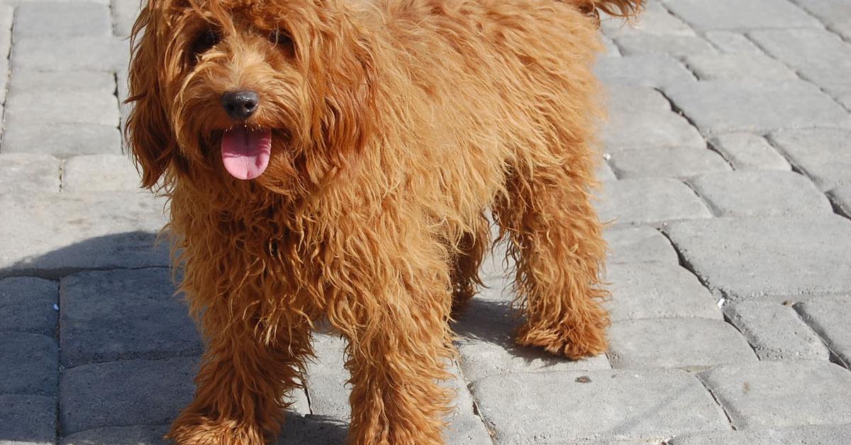 Visual representation of the Mini Labradoodle, recognized in Indonesia as Mini Labradoodle.