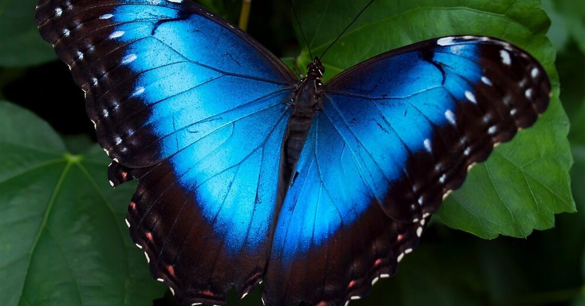 Distinctive Morpho Butterfly, in Indonesia known as Kupu-kupu Morpho, captured in this image.